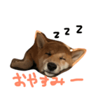 柴犬ころちゃん（個別スタンプ：3）