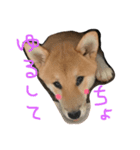 柴犬ころちゃん（個別スタンプ：4）