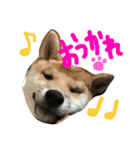 柴犬ころちゃん（個別スタンプ：5）