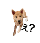 柴犬ころちゃん（個別スタンプ：6）