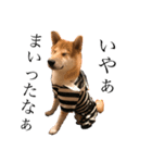 柴犬ころちゃん（個別スタンプ：7）