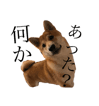 柴犬ころちゃん（個別スタンプ：8）