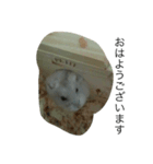 動物(^^)（個別スタンプ：1）