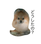 動物(^^)（個別スタンプ：2）