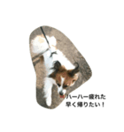 動物(^^)（個別スタンプ：4）