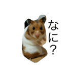 動物(^^)（個別スタンプ：6）