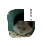 動物(^^)（個別スタンプ：7）