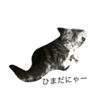 動物(^^)（個別スタンプ：8）