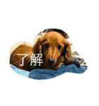 チョコ氏（個別スタンプ：6）