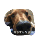 チョコ氏（個別スタンプ：17）