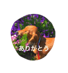 チョコ氏（個別スタンプ：21）