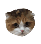 NEKOBAKA NEKOBAKA（個別スタンプ：1）
