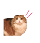 NEKOBAKA NEKOBAKA（個別スタンプ：4）