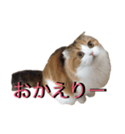NEKOBAKA NEKOBAKA（個別スタンプ：5）