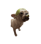 DODO NINI（個別スタンプ：11）