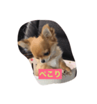 チワワのココちゃんvol3（個別スタンプ：2）