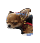 チワワのココちゃんvol3（個別スタンプ：4）