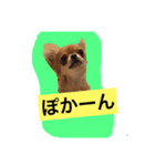 チワワのココちゃん♪♪vo4（個別スタンプ：2）
