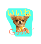 チワワのココちゃん♪♪vo4（個別スタンプ：3）