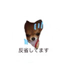 チワワのココちゃん♪♪vo4（個別スタンプ：4）