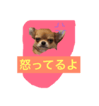チワワのココちゃん♪♪vo4（個別スタンプ：6）