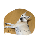 チビの日常！（個別スタンプ：1）