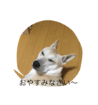 チビの日常！（個別スタンプ：3）