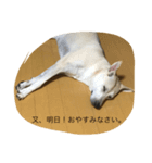 チビの日常！（個別スタンプ：8）