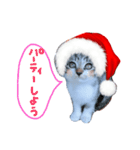 Xmas cat（個別スタンプ：2）