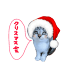 Xmas cat（個別スタンプ：3）