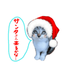 Xmas cat（個別スタンプ：7）