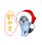 Xmas cat（個別スタンプ：10）