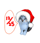 Xmas cat（個別スタンプ：13）