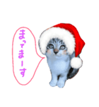 Xmas cat（個別スタンプ：14）