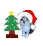 Xmas cat（個別スタンプ：19）
