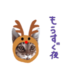 Xmas cat（個別スタンプ：27）