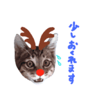 Xmas cat（個別スタンプ：28）