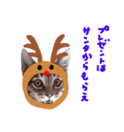 Xmas cat（個別スタンプ：29）