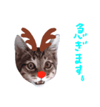 Xmas cat（個別スタンプ：30）