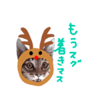 Xmas cat（個別スタンプ：31）