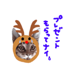 Xmas cat（個別スタンプ：32）