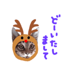 Xmas cat（個別スタンプ：33）