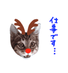 Xmas cat（個別スタンプ：34）