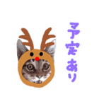 Xmas cat（個別スタンプ：35）