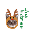 Xmas cat（個別スタンプ：36）