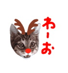 Xmas cat（個別スタンプ：37）