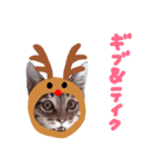 Xmas cat（個別スタンプ：38）