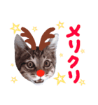Xmas cat（個別スタンプ：39）