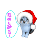 Xmas cat（個別スタンプ：40）