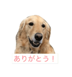 ゴールデン2（個別スタンプ：9）